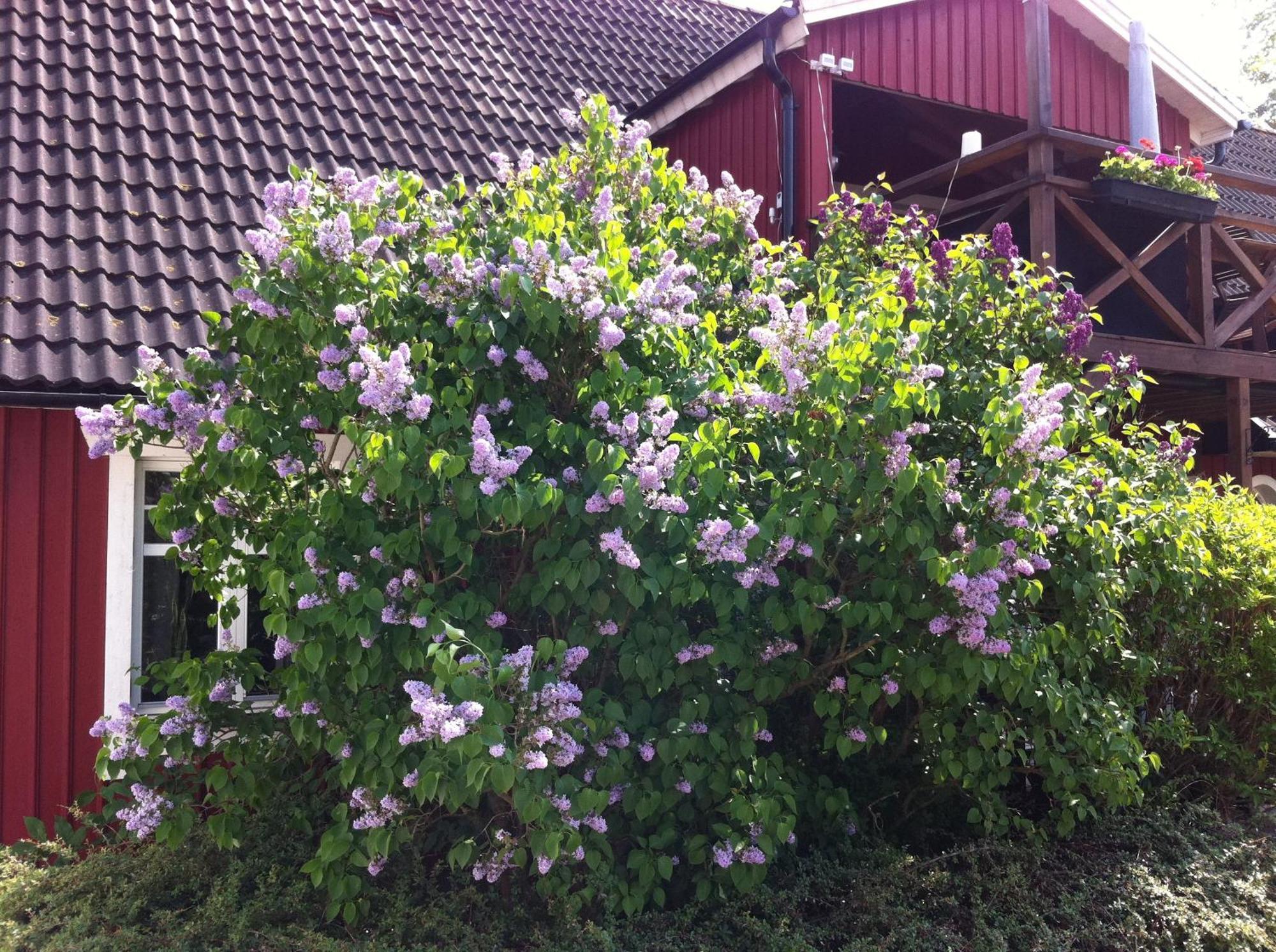 Mattisgarden Bed & Breakfast Ostra Ljungby ภายนอก รูปภาพ